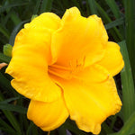 Hemerocallis Mini Stella Daylily