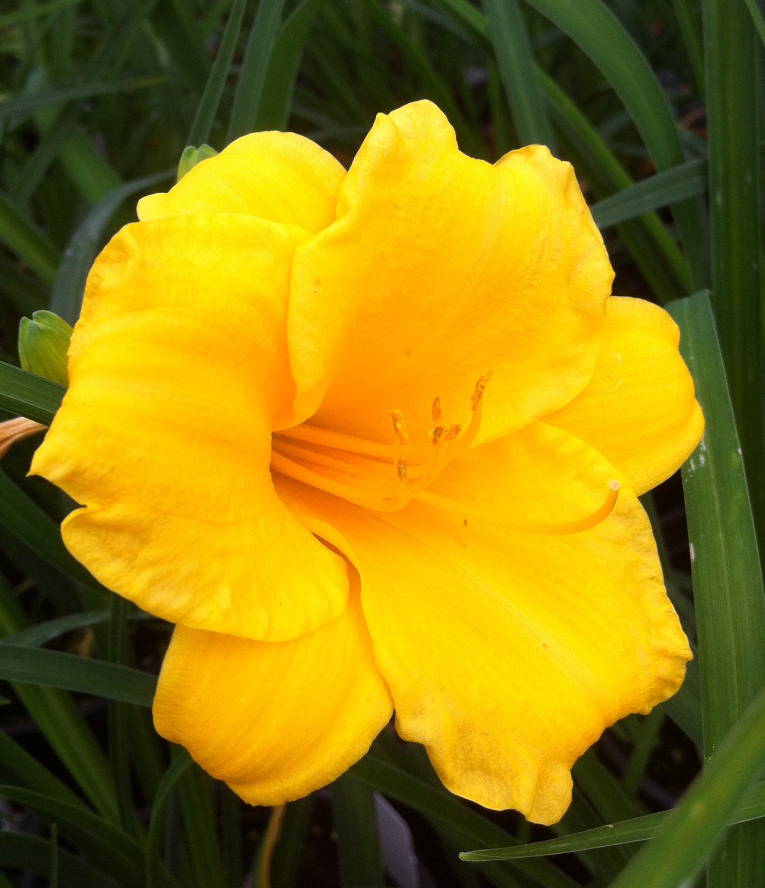 Hemerocallis Mini Stella Daylily