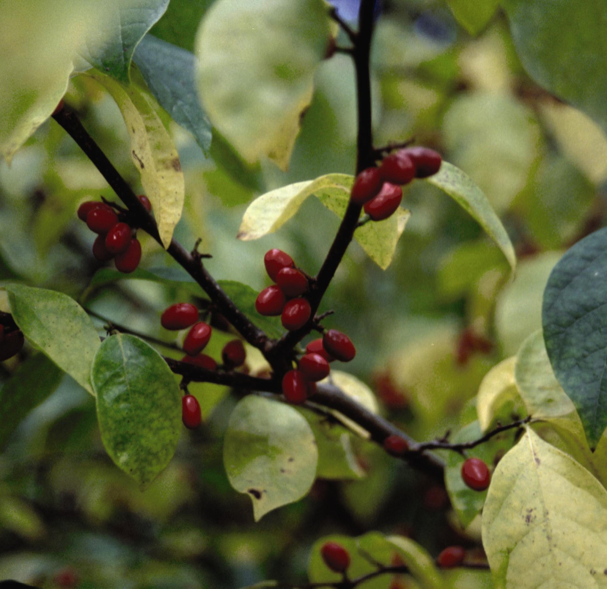 Lindera benzoin Spicebush