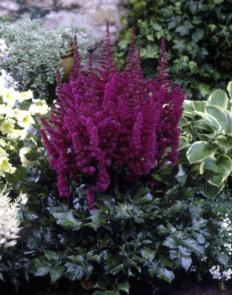 Astilbe chinensis Vision in Red PP11965, CPBR1334 False Spirea