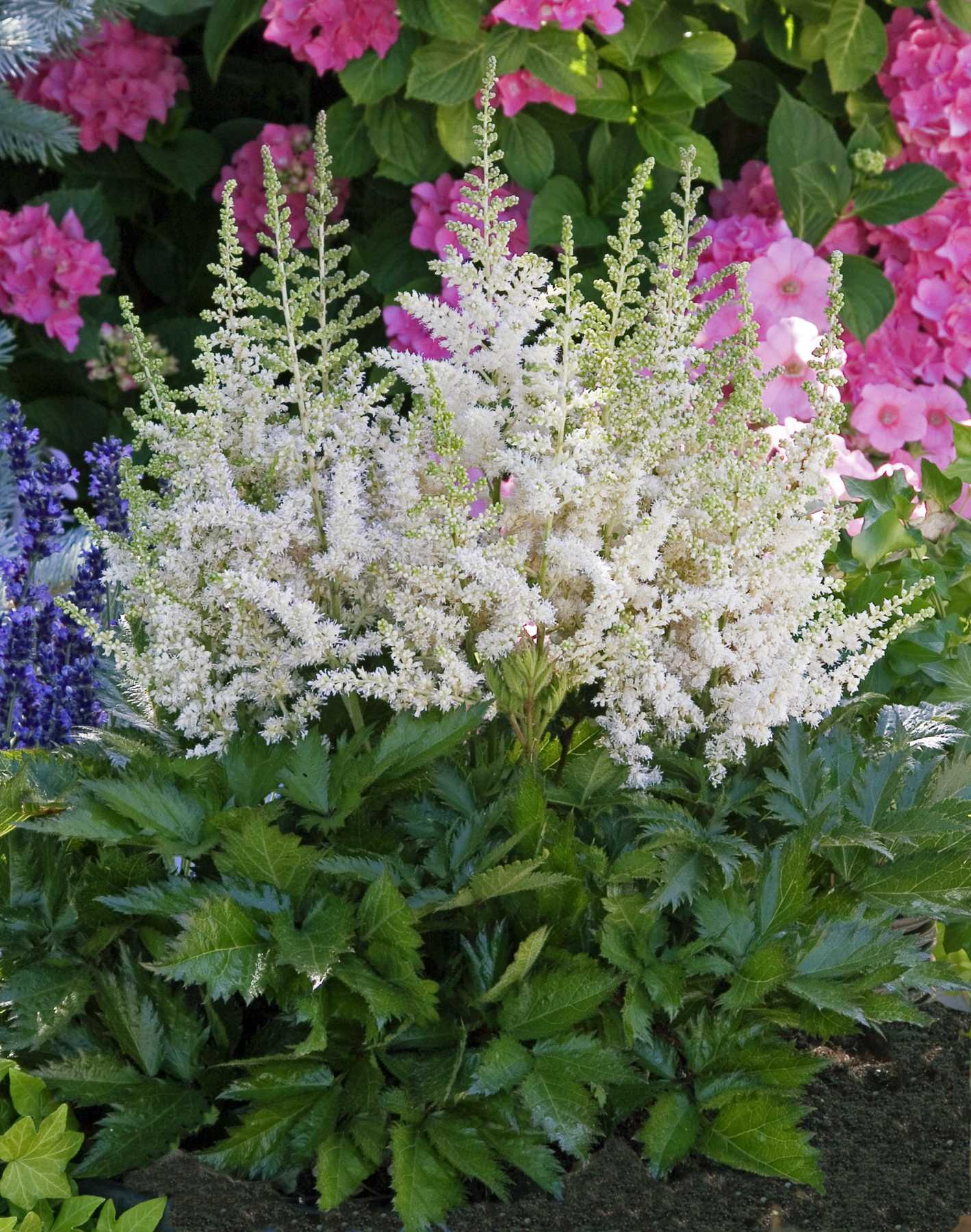 Astilbe chinensis Vision in White PP18965, CPBR4249 False Spirea