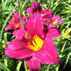 Hemerocallis Pardon Me Daylily