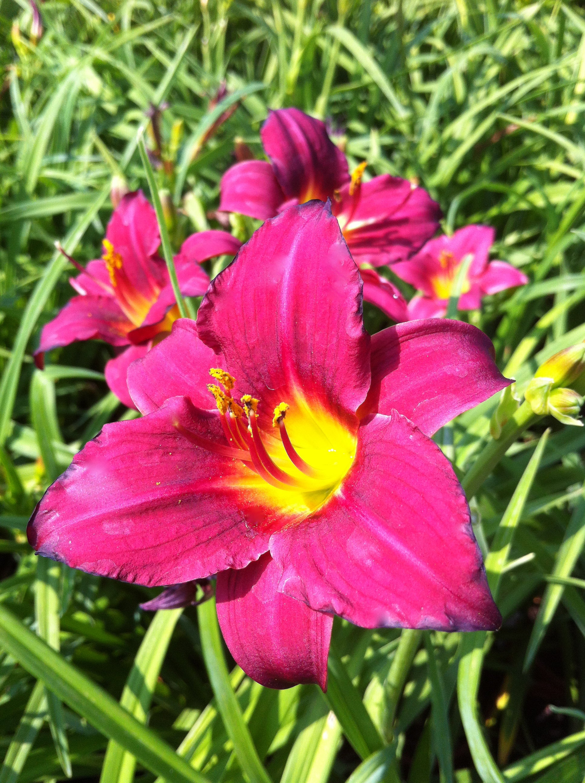 Hemerocallis Pardon Me Daylily