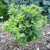 Ginkgo biloba Troll Maidenhair Tree