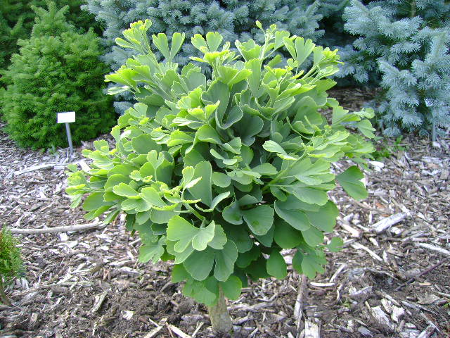 Ginkgo biloba Troll Maidenhair Tree