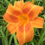 Hemerocallis Rocket City Daylily