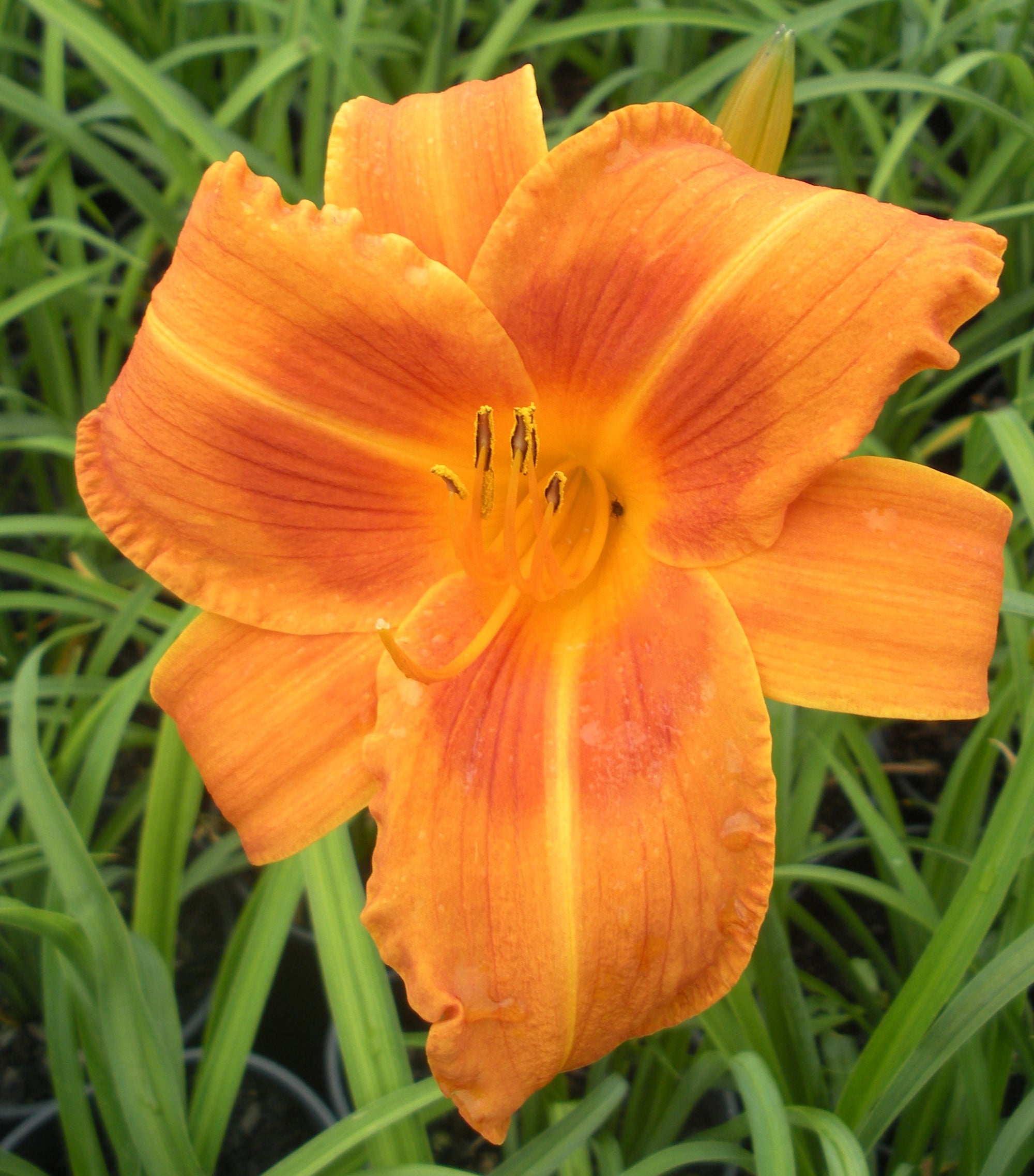 Hemerocallis Rocket City Daylily