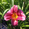 Hemerocallis Rosy Returns PP09779 Daylily