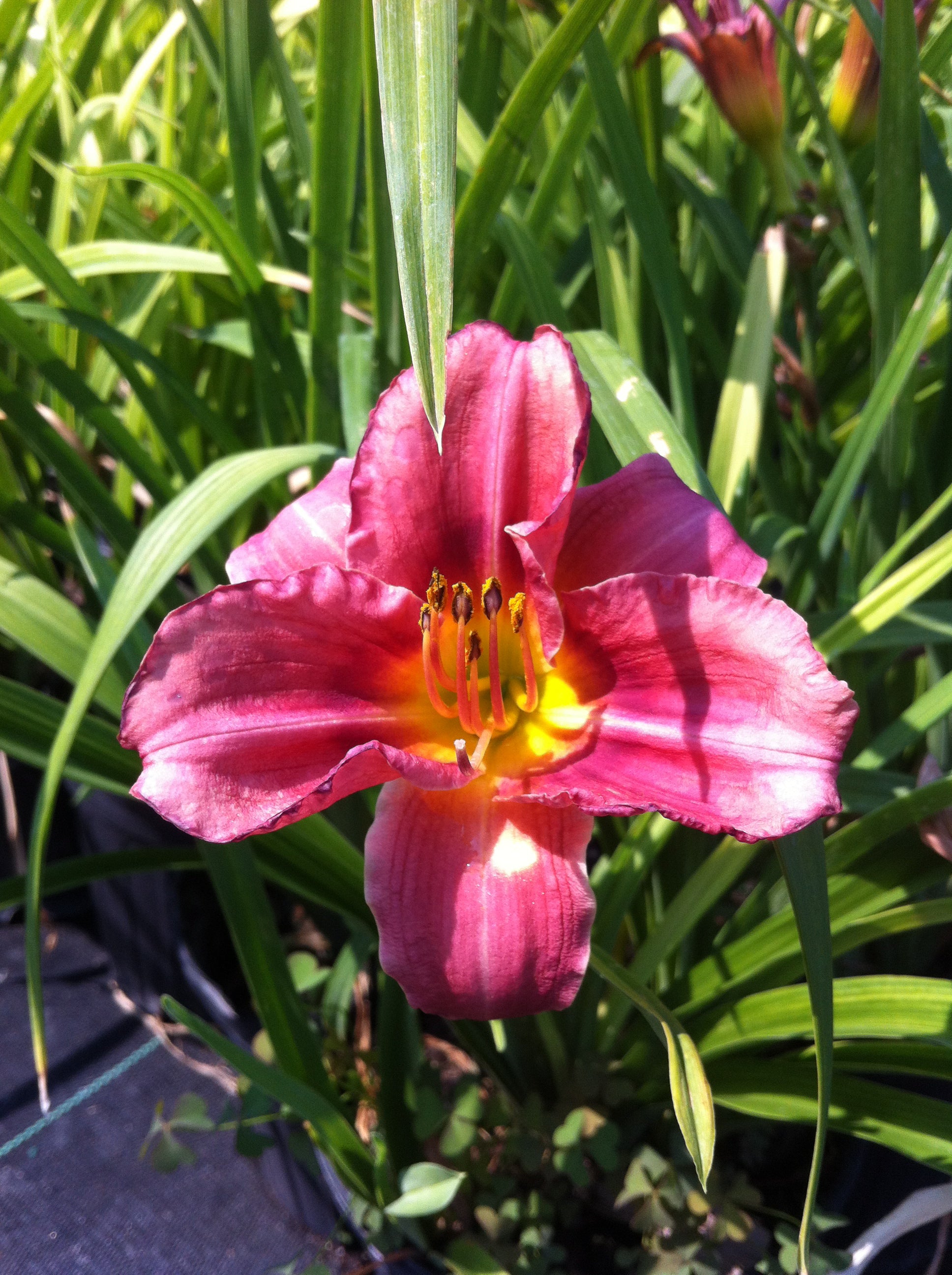 Hemerocallis Rosy Returns PP09779 Daylily