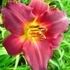 Hemerocallis Ruby Stella Daylily