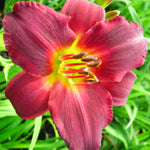 Hemerocallis Ruby Stella Daylily