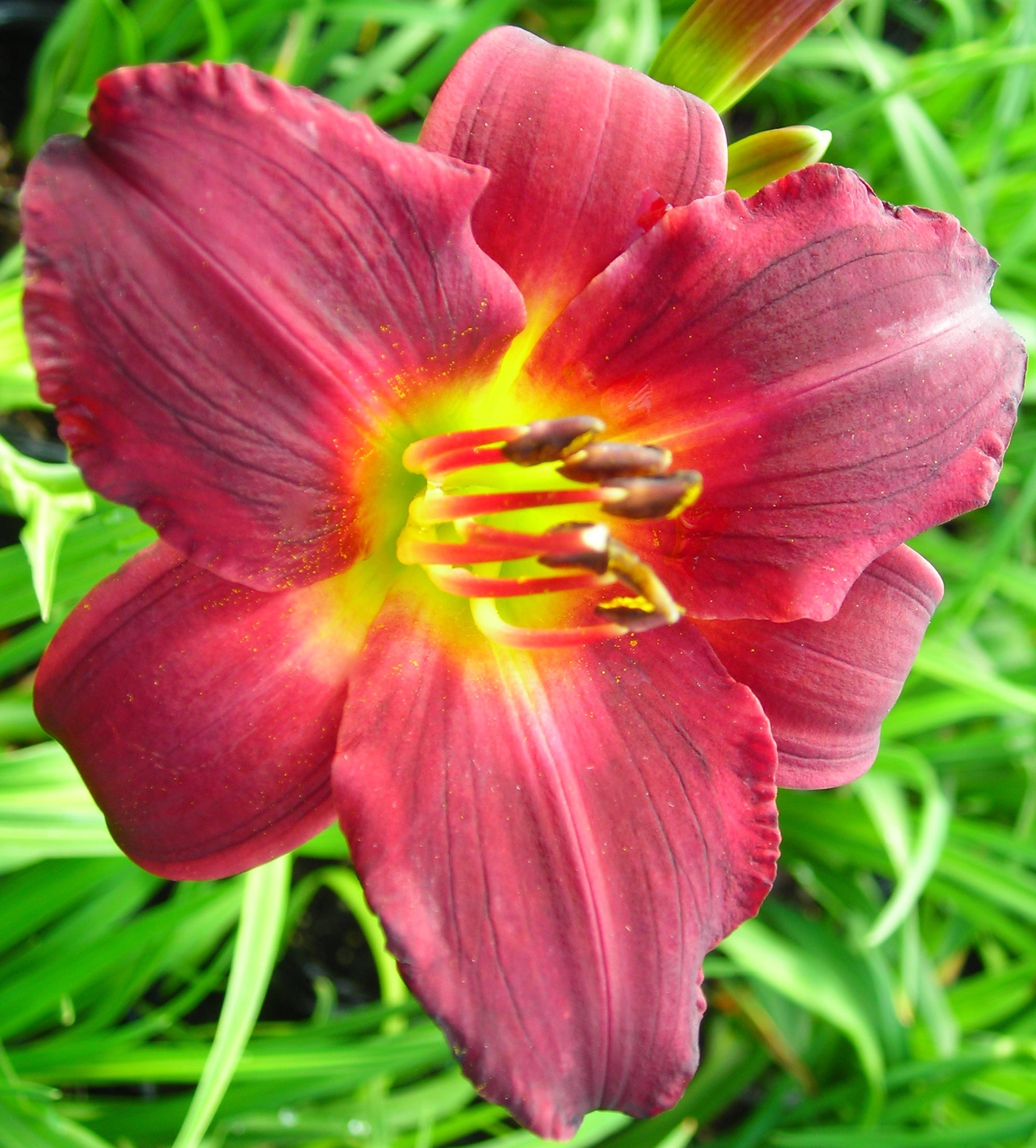 Hemerocallis Ruby Stella Daylily