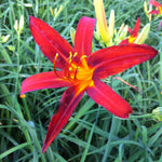 Hemerocallis Sammy Russell Daylily