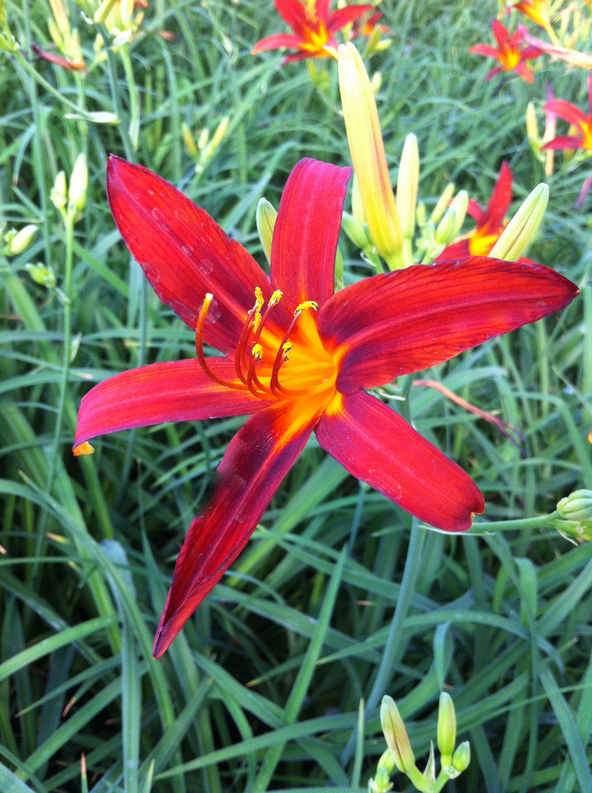 Hemerocallis Sammy Russell Daylily