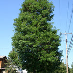 Gleditsia triacanthos var. inermis Street Keeper Draves PP21698, CPBR4741 Street Keeper Honeylocust