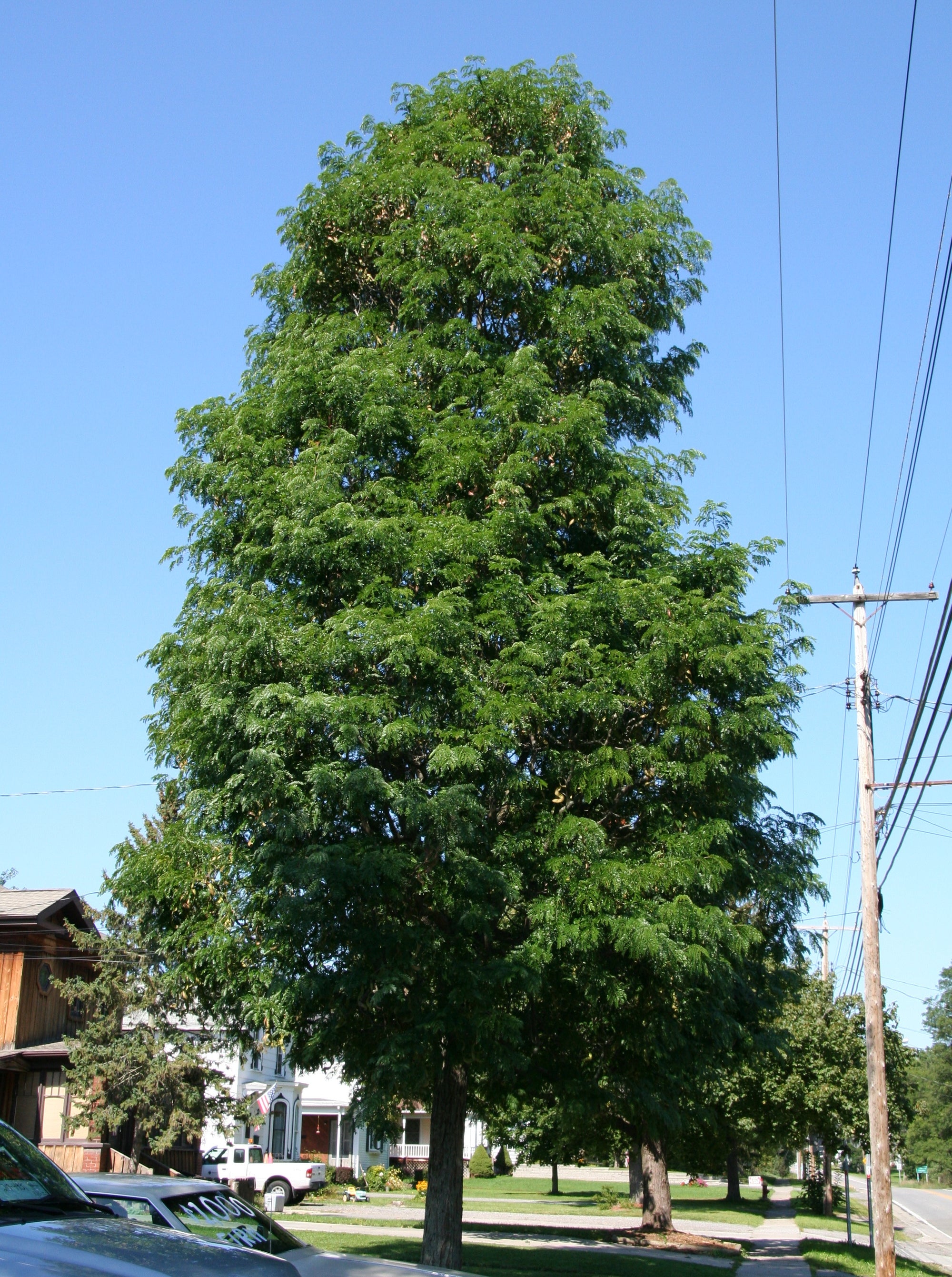 Gleditsia triacanthos var. inermis Street Keeper Draves PP21698, CPBR4741 Street Keeper Honeylocust