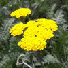 Achillea x Moonshine Yarrow