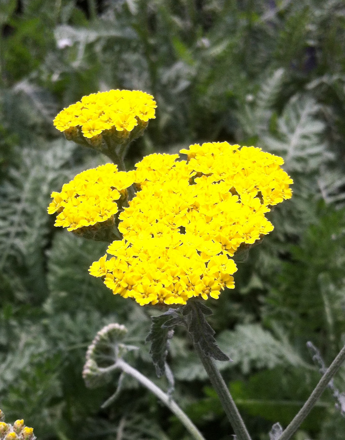 Achillea x Moonshine Yarrow