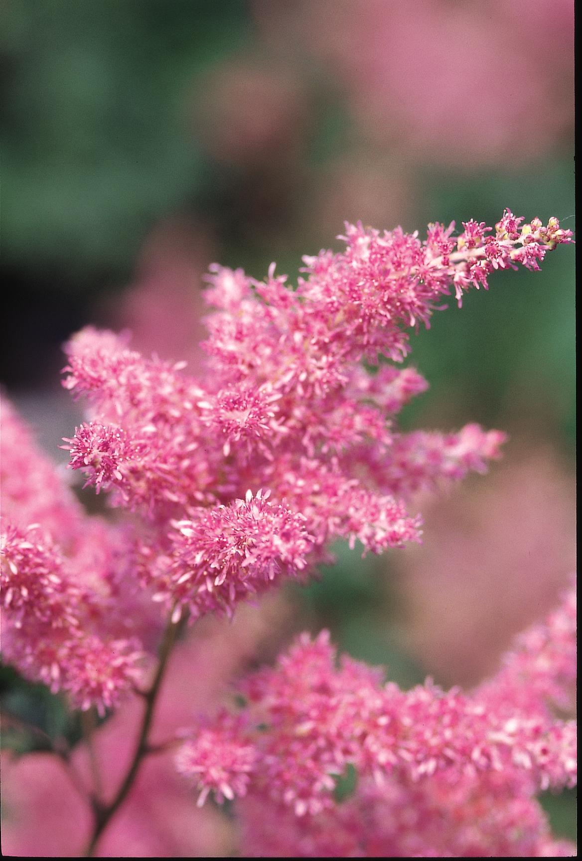 Astilbe japonica Rheinland False Spirea