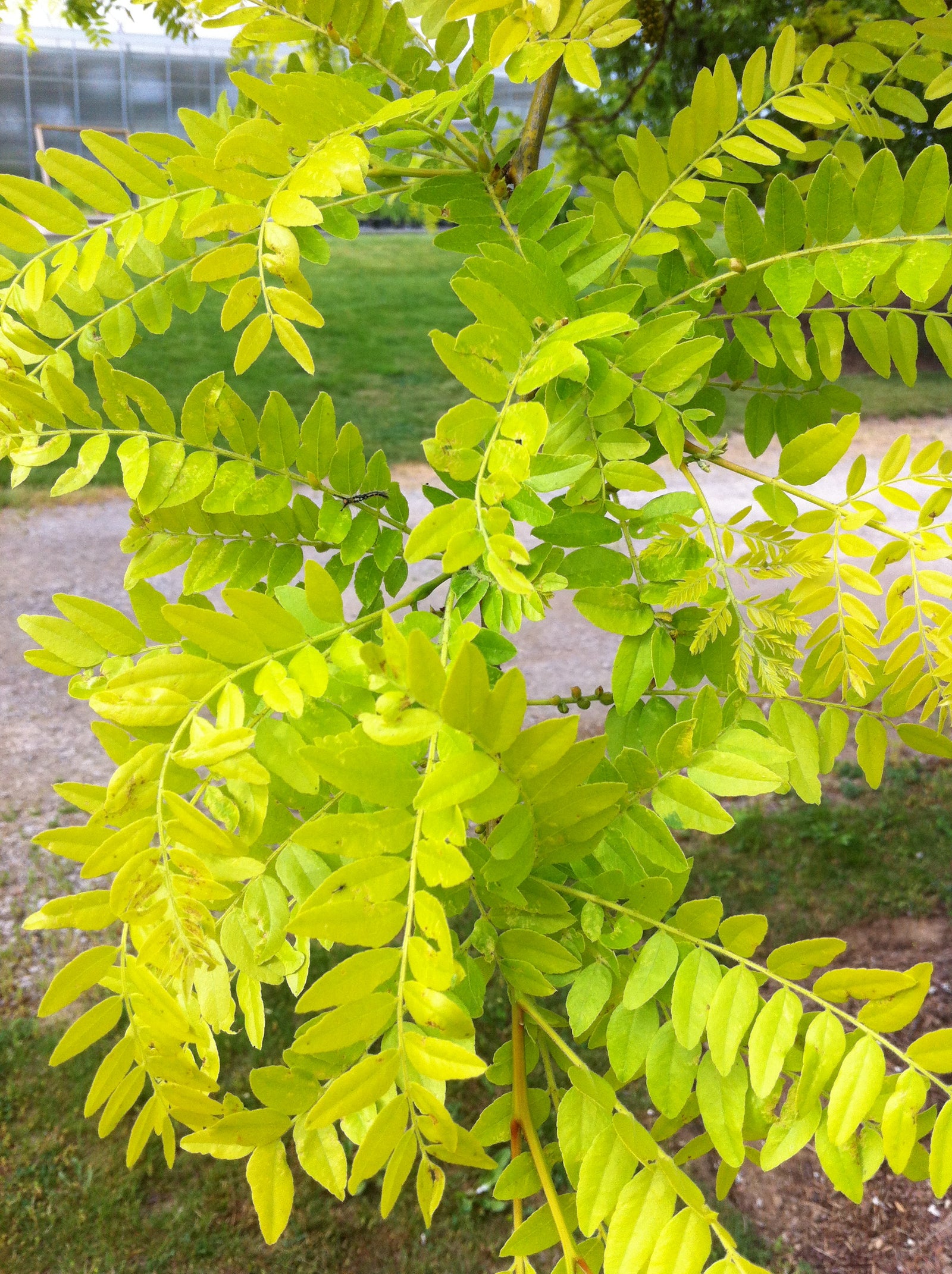 Gleditsia triacanthos var. inermis Sunburst Suncole PP1313 Sunburst Honeylocust