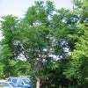 Gymnocladus dioicus Kentucky Coffee Tree