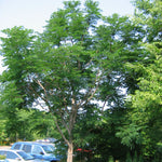 Gymnocladus dioicus Kentucky Coffee Tree