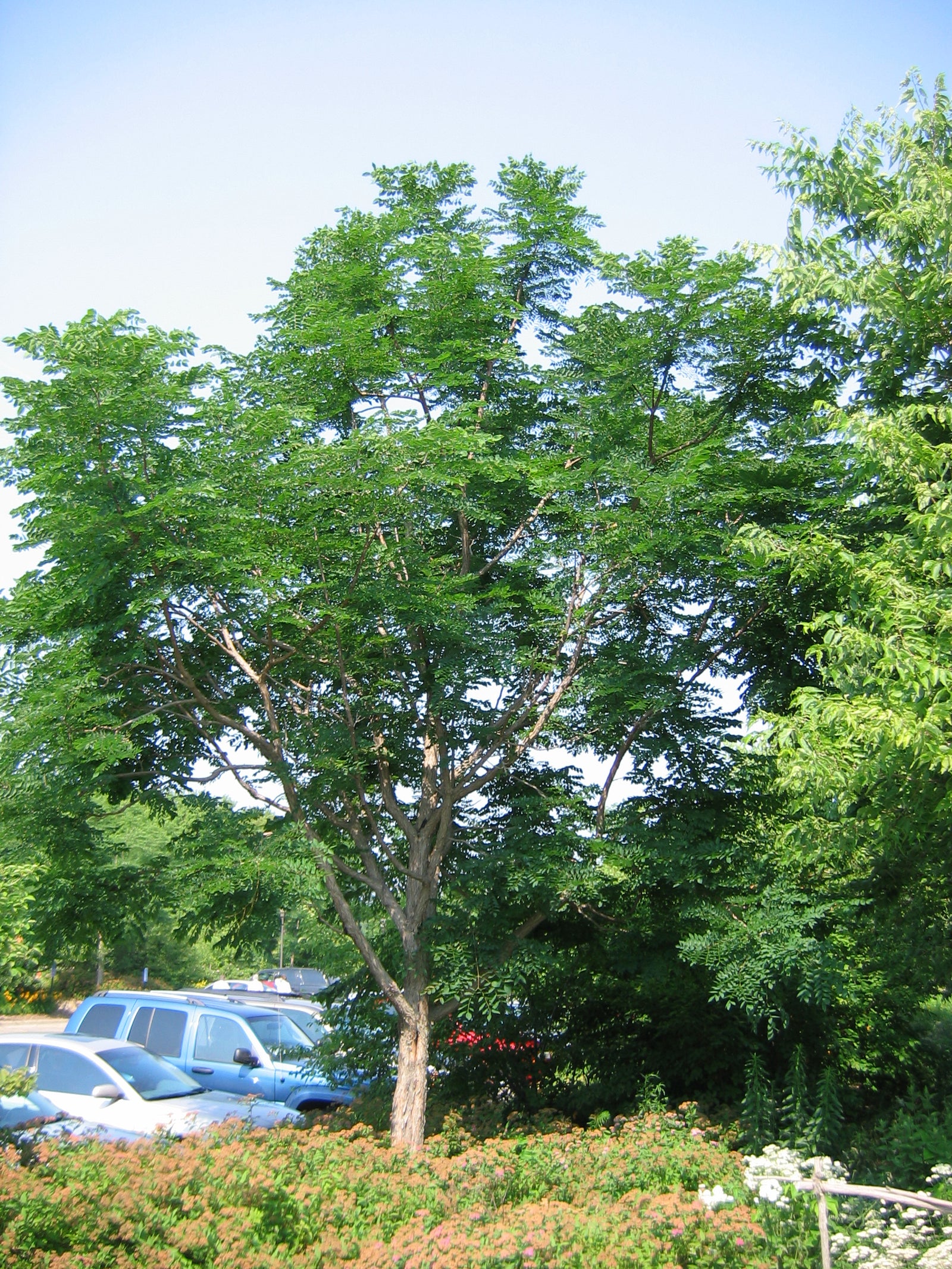 Gymnocladus dioicus Kentucky Coffee Tree