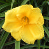 Hemerocallis Stella D'Oro Daylily