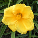 Hemerocallis Stella D'Oro Daylily