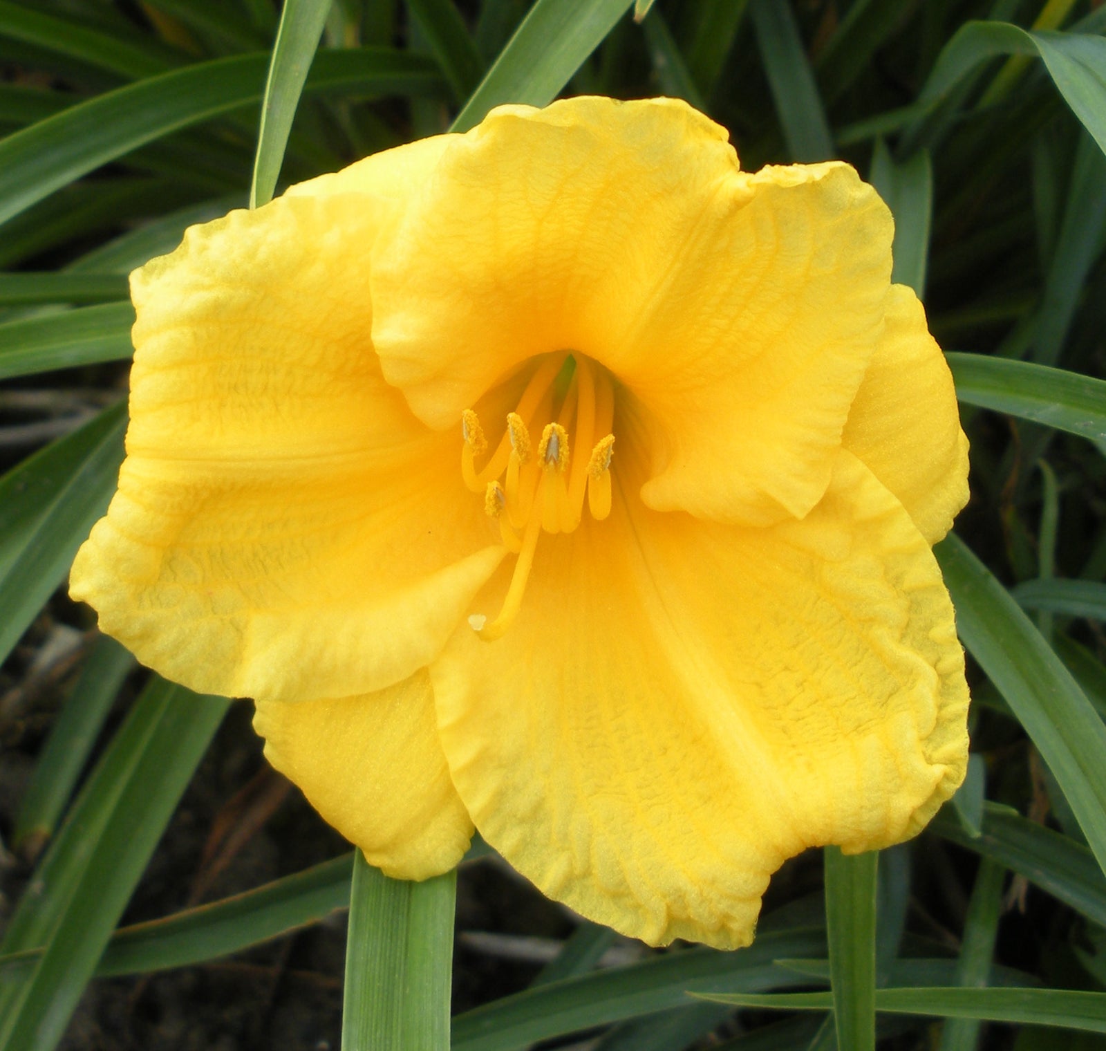 Hemerocallis Stella D'Oro Daylily