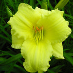 Hemerocallis Stella Supreme Daylily