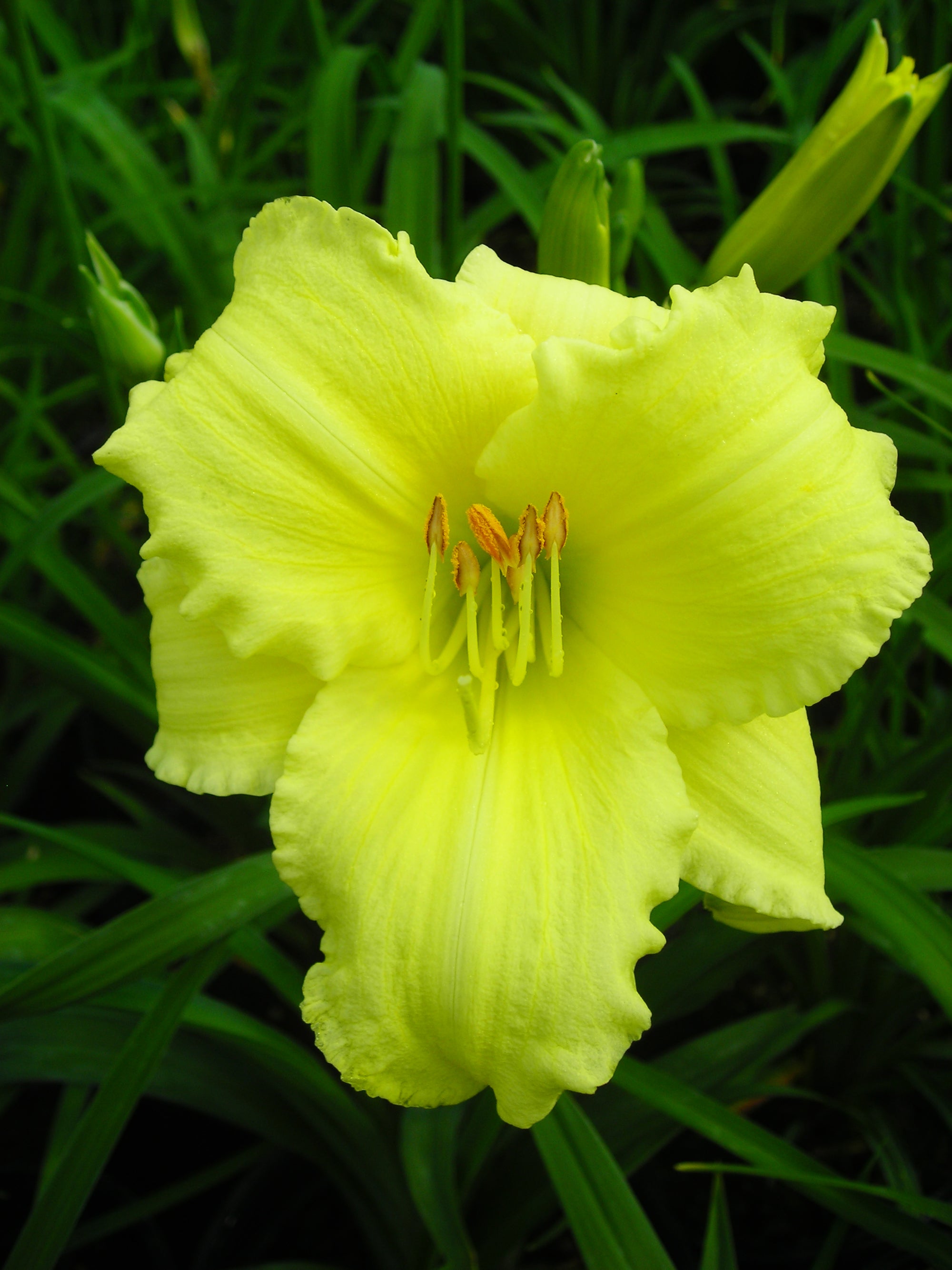 Hemerocallis Stella Supreme Daylily