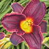 Hemerocallis Strutter's Ball Daylily