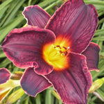 Hemerocallis Strutter's Ball Daylily