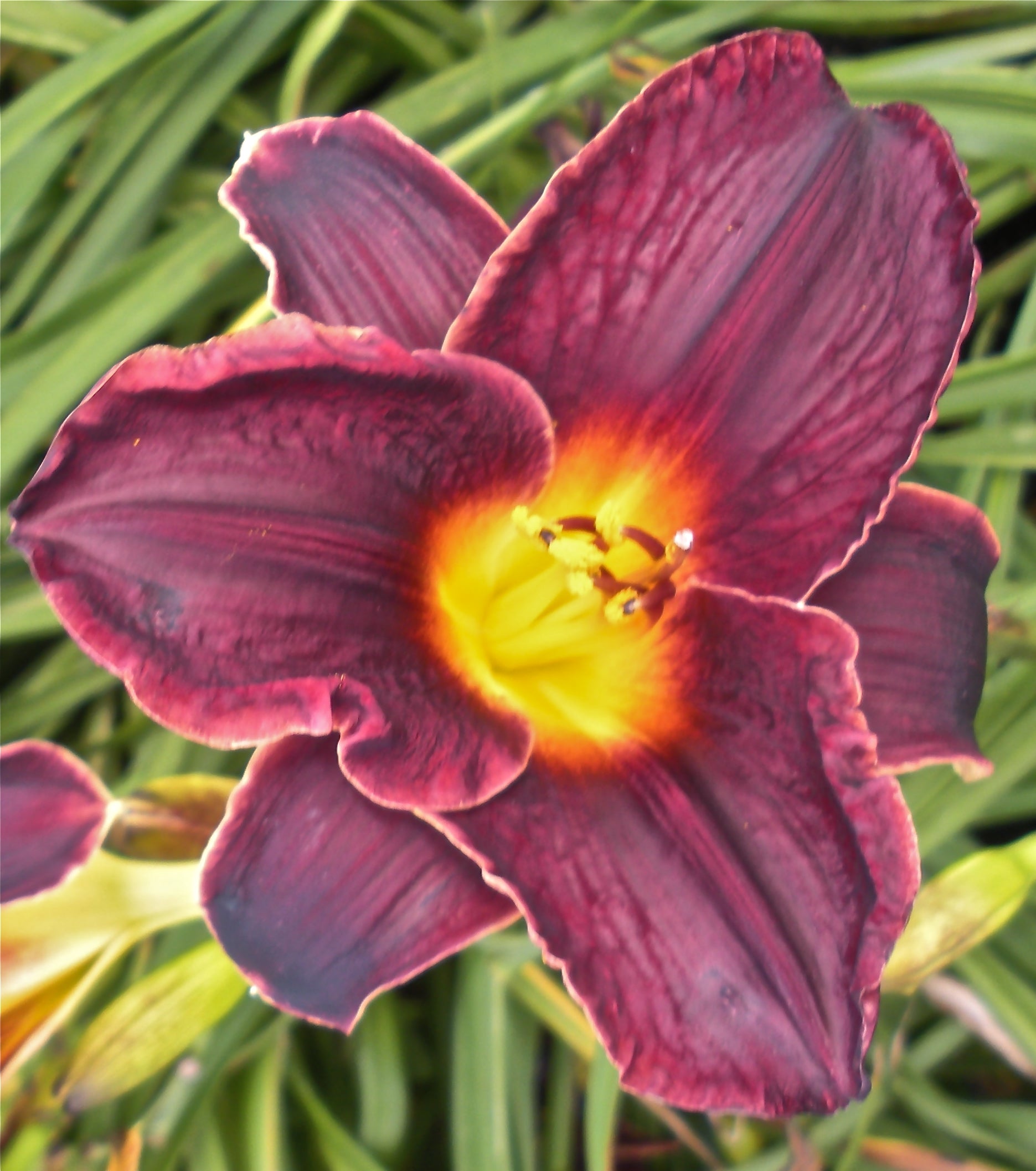 Hemerocallis Strutter's Ball Daylily