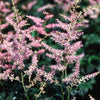 Astilbe simplicifolia Hennie Graafland Dwarf Astilbe