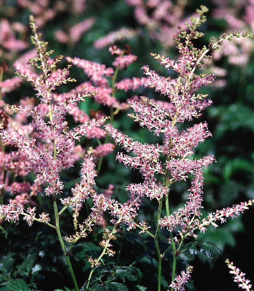 Astilbe simplicifolia Hennie Graafland Dwarf Astilbe