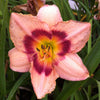 Hemerocallis Wineberry Candy Daylily