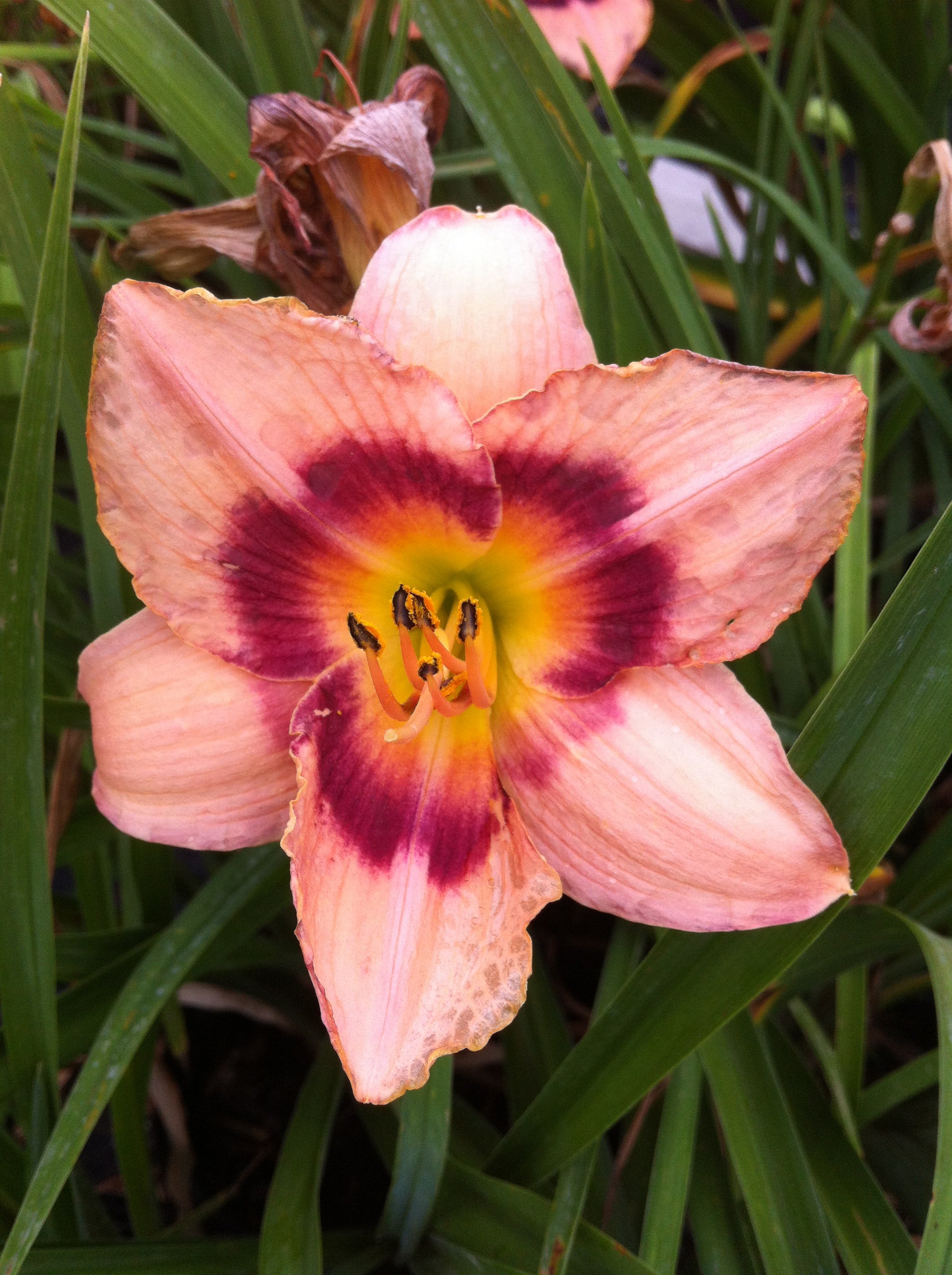 Hemerocallis Wineberry Candy Daylily