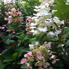 Hydrangea paniculata Quick Fire Bulk PP16812, CPBR3398 Quick Fire Hydrangea