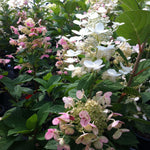 Hydrangea paniculata Quick Fire Bulk PP16812, CPBR3398 Quick Fire Hydrangea