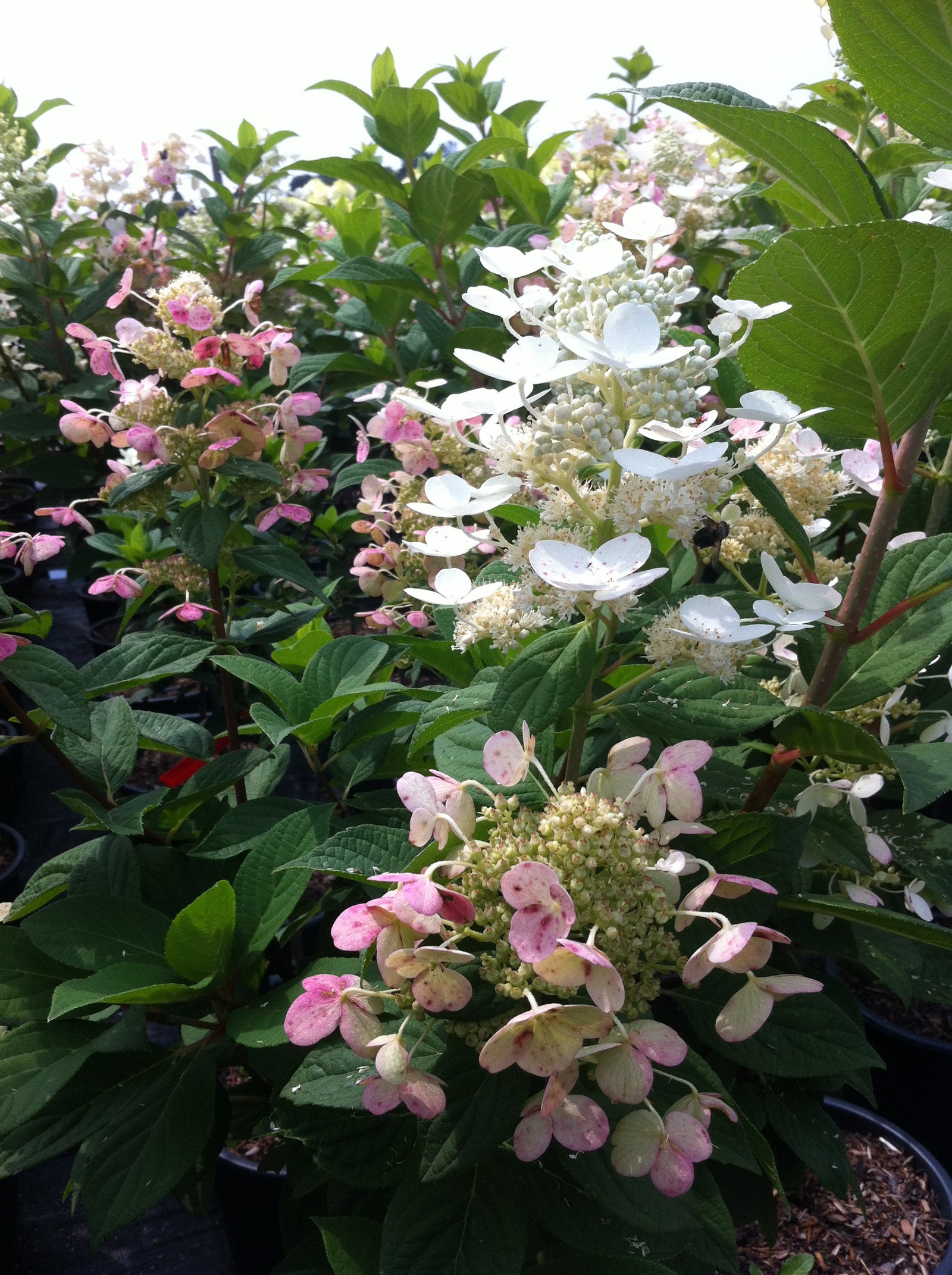 Hydrangea paniculata Quick Fire Bulk PP16812, CPBR3398 Quick Fire Hydrangea