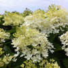 Hydrangea paniculata Phantom Phantom Hydrangea