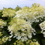 Hydrangea paniculata Phantom Phantom Hydrangea