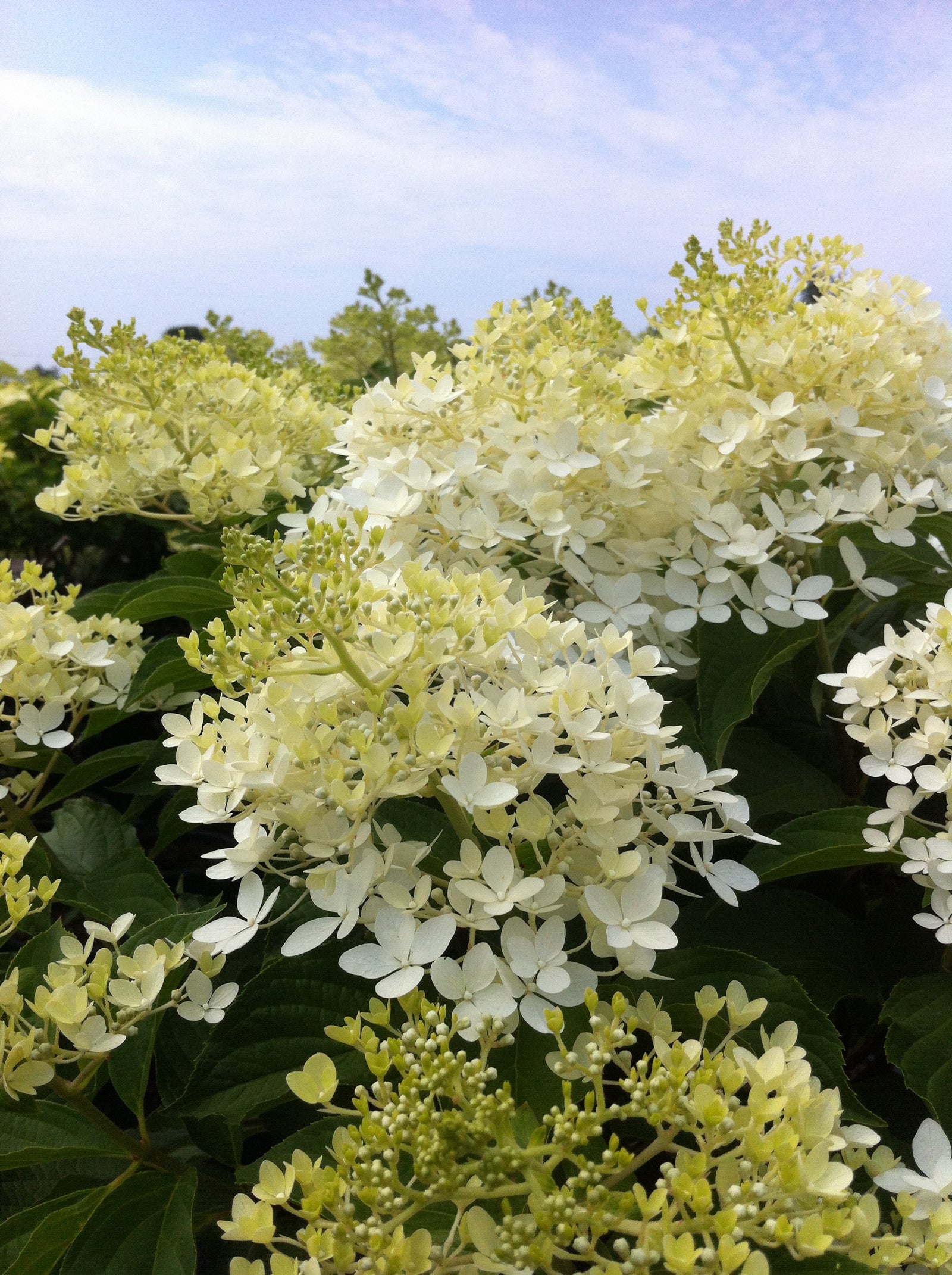 Hydrangea paniculata Phantom Phantom Hydrangea