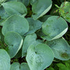 Hosta Abiqua Drinking Gourd Plantain Lily