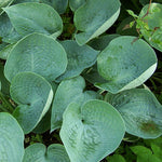 Hosta Abiqua Drinking Gourd Plantain Lily