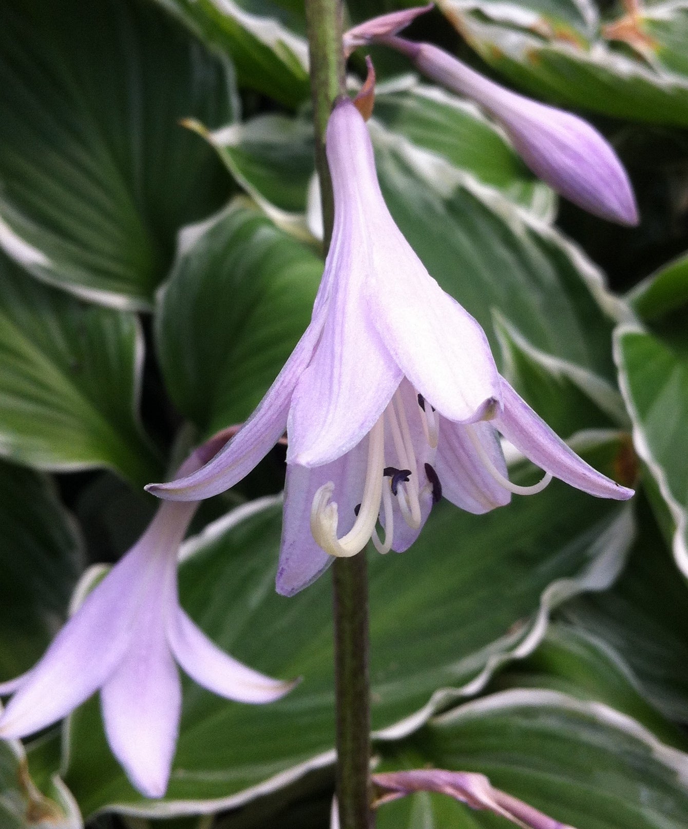 Hosta Fortunei Albomarginata Plantain Lily