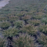 Juniperus horizontalis Plumosa Compacta Compact Andorra Juniper