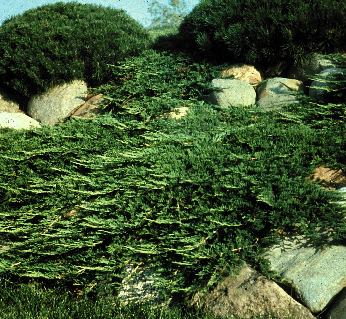 Juniperus horizontalis Prince of Wales Prince of Wales Juniper